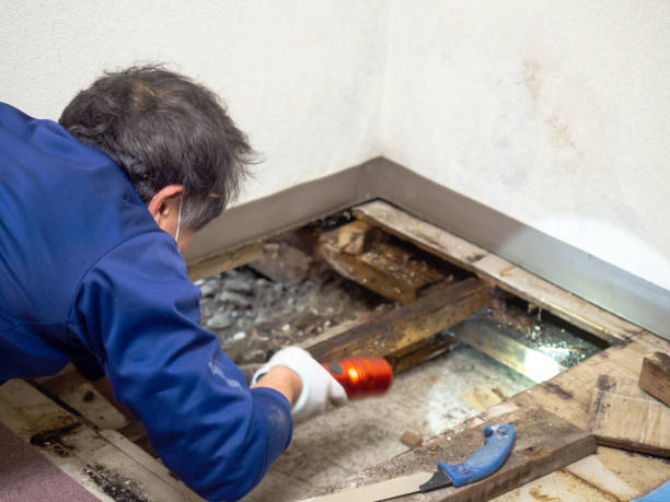 Best Water Damage Restoration  in Dumfries, VA