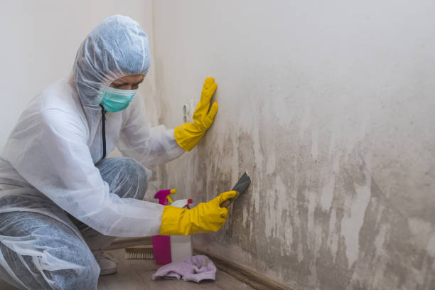 Best Mold Testing  in Dumfries, VA