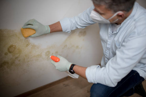 Dumfries, VA Mold Removal Company
