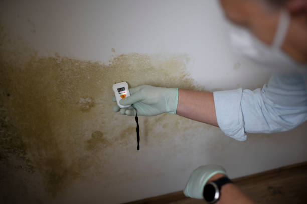 Attic Mold Removal in Dumfries, VA