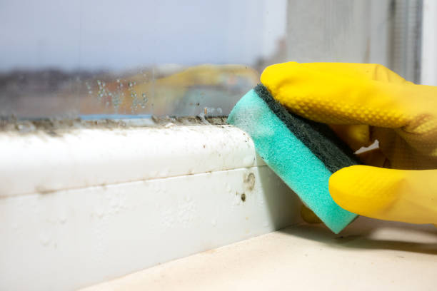 Best Black Mold Removal  in Dumfries, VA