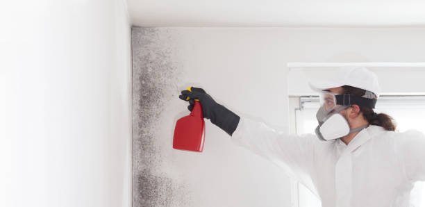 Best Mold Remediation  in Dumfries, VA