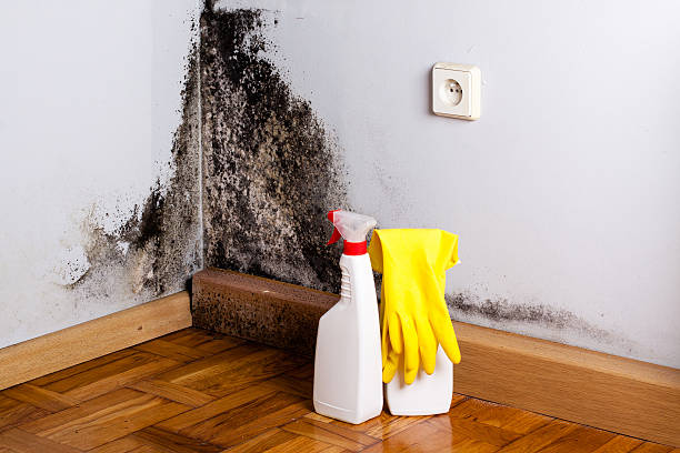 Best Mold Cleaning Services  in Dumfries, VA