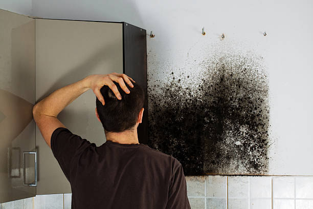 Best Mold Remediation  in Dumfries, VA