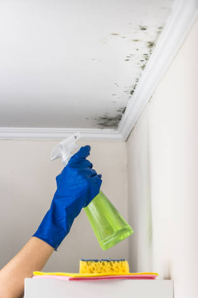 Best Mold Testing  in Dumfries, VA